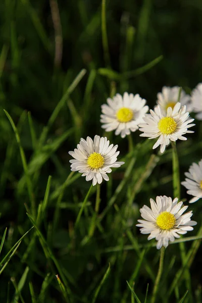 Όμορφο Λουλούδι Daisy Ανθίζει Στο Πάρκο Κατά Διάρκεια Του Ηλιακού — Φωτογραφία Αρχείου