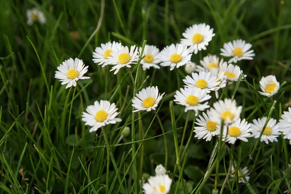 Beautiful Daisy Flower Blooming Park Sunlight Summer Day — Stockfoto