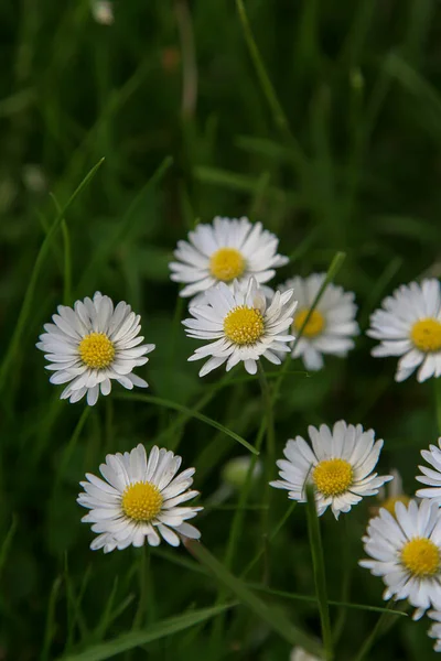 Beautiful Daisy Flower Blooming Park Sunlight Summer Day — Stockfoto