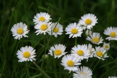 Beautiful Daisy flower blooming in the park during sunlight of summer day
