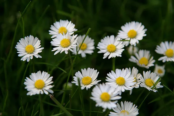 Όμορφο Λουλούδι Daisy Ανθίζει Στο Πάρκο Κατά Διάρκεια Του Ηλιακού — Φωτογραφία Αρχείου