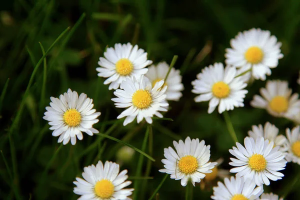 Beautiful Daisy Flower Blooming Park Sunlight Summer Day — Stock Photo, Image