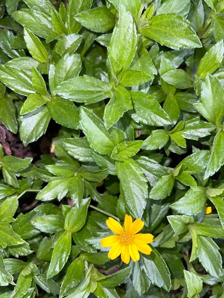 Indian Daisy or Indian summer or Rudbeckia hirta or Black-Eyed Susan or Bay Biscayne creeping-oxeye or Sphagneticola trilobata