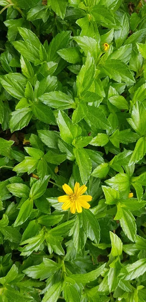 Indian Daisy Indian Summer Rudbeckia Hirta Black Eyed Susan Bay — Stockfoto