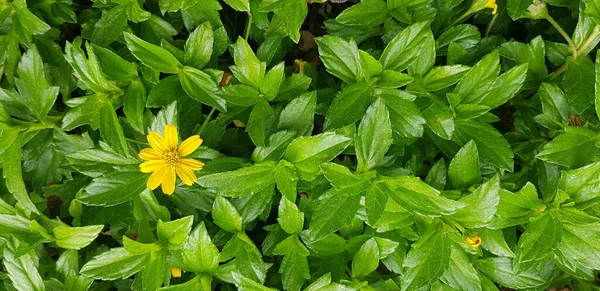 Indian Daisy or Indian summer or Rudbeckia hirta or Black-Eyed Susan or Bay Biscayne creeping-oxeye or Sphagneticola trilobata