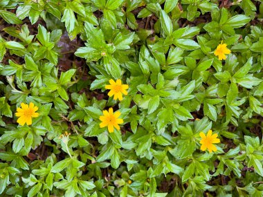 Indian Daisy or Indian summer or Rudbeckia hirta or Black-Eyed Susan or Bay Biscayne creeping-oxeye or Sphagneticola trilobata