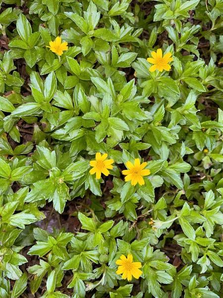 Indian Daisy Indian Summer Rudbeckia Hirta Black Eyed Susan Bay — Foto Stock