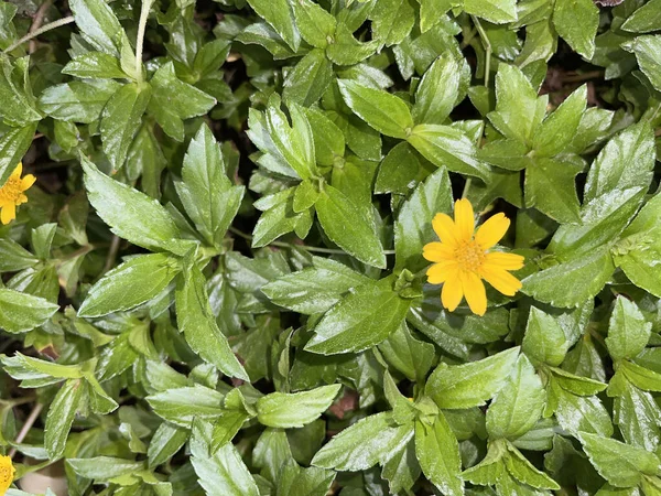 Indian Daisy or Indian summer or Rudbeckia hirta or Black-Eyed Susan or Bay Biscayne creeping-oxeye or Sphagneticola trilobata