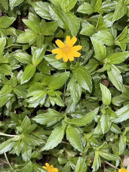 Indian Daisy Indian Summer Rudbeckia Hirta Black Eyed Susan Bay — Foto Stock