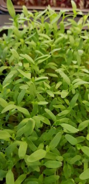 Stellaria media or Common chickweed or little mouse ear chickweed is an annual flowering plants in the carnation family Caryophllaceae.It is grown as a vegetable crop and ground cover for both human and poultry