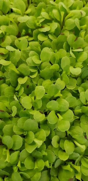 Stellaria Media Common Chickweed Little Mouse Ear Chickweed Annual Flowering — Foto Stock