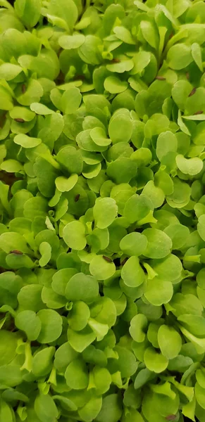 Stellaria Media Common Chickweed Little Mouse Ear Chickweed Annual Flowering — Foto Stock