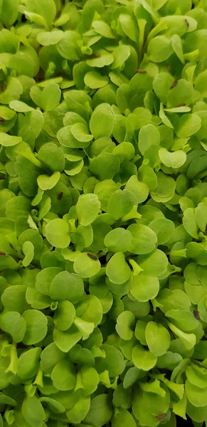 Stellaria Media Common Chickweed Little Mouse Ear Chickweed Annual Flowering — Foto Stock