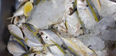 raw fresh fishes yellowstripe scad, yellowstripe trevally, yellow banded trevally, smooth tailed trevally, slender scaled trevally, slender trevally, selar kuning