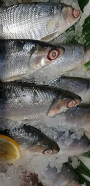 fresh milk fish or milkfish or Chanos chanos or Chanidae or Cretaceous or tautonym or awa or ava or bangus or bandeng or bolu or in the market