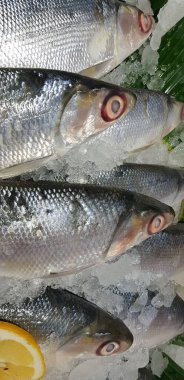 fresh milk fish or milkfish or Chanos chanos or Chanidae or Cretaceous or tautonym or awa or ava or bangus or bandeng or bolu or in the market