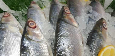 fresh milk fish or milkfish or Chanos chanos or Chanidae or Cretaceous or tautonym or awa or ava or bangus or bandeng or bolu or in the market