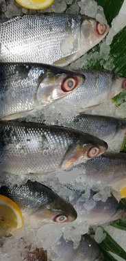 fresh milk fish or milkfish or Chanos chanos or Chanidae or Cretaceous or tautonym or awa or ava or bangus or bandeng or bolu or in the market