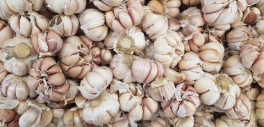 Siyah arka planda sarımsak soğanları, yakın plan. Organik sarımsaklı üst manzara. Yemek arkaplanı. Seçici odak.