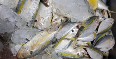 Selective focus Fresh fisheries product yellowstripe scad fish or yellowstripe trevally or yellow banded trevally, smooth tailed trevally, slender scaled trevally, slender trevally or selar kuning