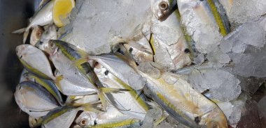 Selective focus Fresh fisheries product yellowstripe scad fish or yellowstripe trevally or yellow banded trevally, smooth tailed trevally, slender scaled trevally, slender trevally or selar kuning