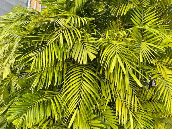 Тропические Пальмовые Листья Цветочный Фон Реальное Фото Индонезии — стоковое фото