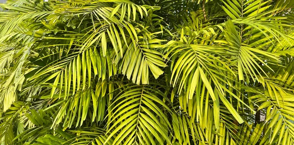 Tropiska Palmblad Blommönster Bakgrund Riktiga Foto Indonesien — Stockfoto