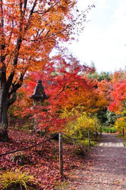 Renkli sonbahar yaprakları, Kyoto, Japonya