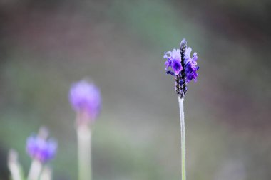 Bahçedeki küçük mor çiçek