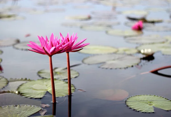 Full Bloom Pink Lotus Lake — Photo
