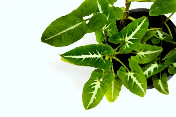 Foliage plant on the white background
