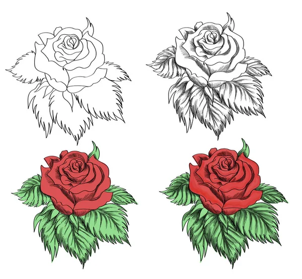 Векторная Красная Роза Контуром — стоковый вектор