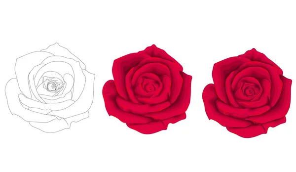 Süße Rote Rosen Vektorillustration — Stockvektor