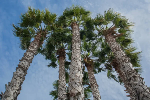 Beaux Palmiers Élancés Étendant Dans Ciel Bleu — Photo