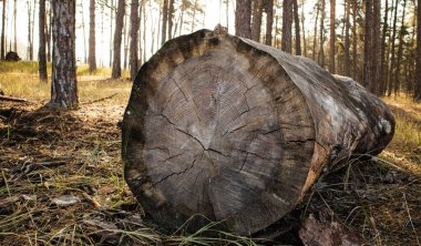 Büyüme halkalarının açıkça görülebildiği büyük bir kütük.