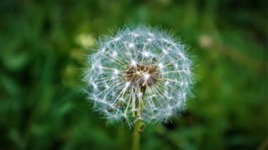 Ripe dandelion on green grass blurred background
