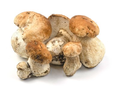 Beyaz arka planda yeni toplanmış Porcini mantarları.