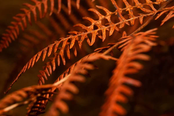 Abstrato outono vibe samambaia folha queda estação colorido natureza close-up - Foco seletivo, Polypodiopsida — Fotografia de Stock