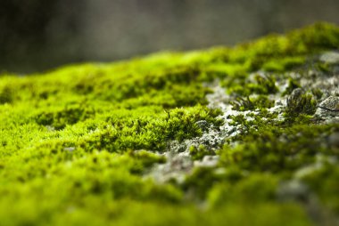 Parlak yeşil yosun kaplı taş taze renkler - seçici odak