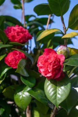 Koyu pembe kamelya bahar çiçekleri