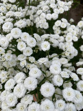 Güzel beyaz çiçekler, yaz çiçekleri makro çekimlerde.