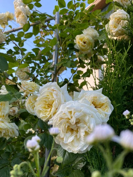 Mooie Witte Bloemen Zomerbloei — Stockfoto