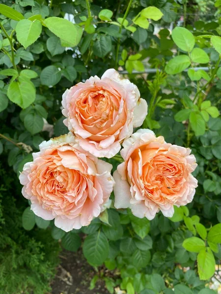 Όμορφα Τριαντάφυλλα Ροδάκινο Καλοκαιρινή Άνθιση — Φωτογραφία Αρχείου