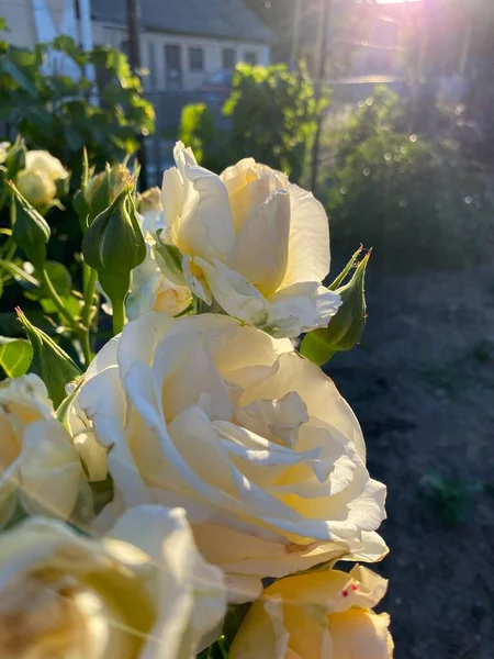Красиві Білі Квіти Літо Цвіте — стокове фото