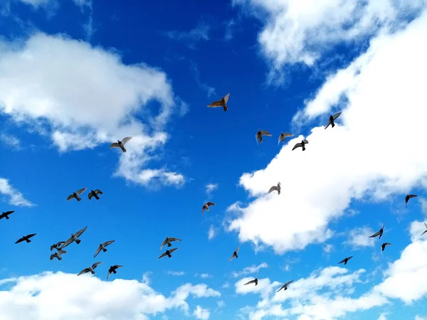 Kuş Sürüsü Bulutlu Gökyüzü — Stok fotoğraf