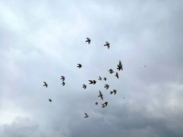 Kuş Sürüsü Bulutlu Gökyüzü — Stok fotoğraf