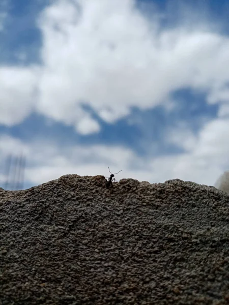 Nahaufnahme Einer Ameise Beim Klettern Auf Eine Mauer — Stockfoto
