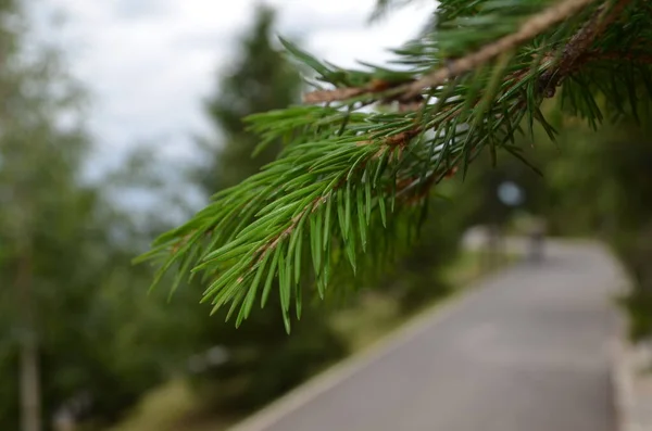 Fir Branch Park — Stock Photo, Image