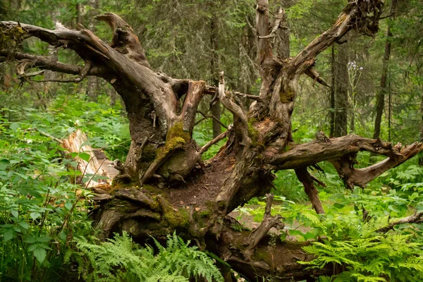 Uwięzione Drzewo Tle Lasu Góra Iremel Rosja — Zdjęcie stockowe