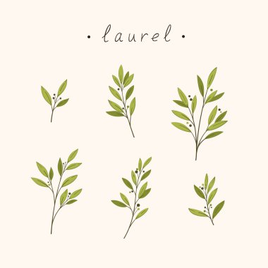 Bir körfez ağacının dalı. Düz vektör illüstrasyonu.